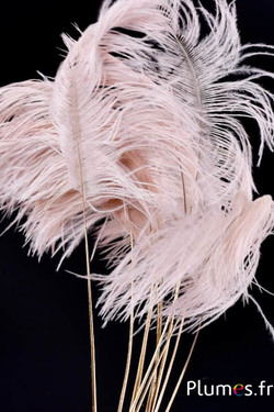 Panicule struisvogel gouden schacht - 30-40 cm - roze beige